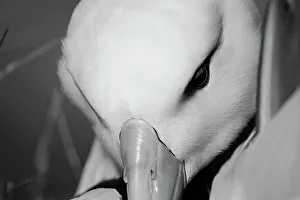 Duck Prints: Black browed albatross snuggling in nest, Falkland Islands, South America