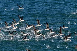 Feathers Prints: Black-browed albatross takes flight over the ocean waters near Falkland Islands in the South Atlantic