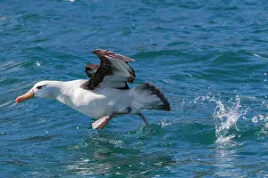 Feathers Prints: Black-browed albatross takes flight over water in the South Atlantic Ocean