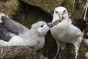 Nest Collection: Black-browed albatross (Thalassarche melanophris) chick in nest being fed by adult on Saunders