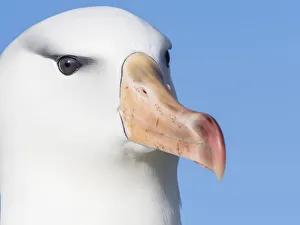 Black-browed albatross, Thalassarche melanophris, at breeding colony on New Island