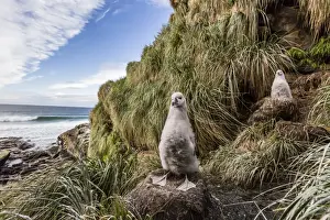 Black-browed albatross (Thalassarche melanophris) chicks in nest on Saunders Island, Falkland Islands, UK Overseas Protectorate, South America