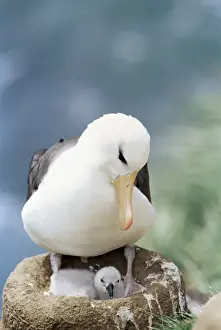 A black-browed albatross (Thalassarche melanophris) looking at its chick