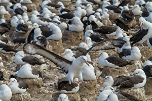 Rituals Prints: Black-browed albatross (Thalassarche melanophrys) breeding colony on Steeple Jason Island in the Falkland Islands