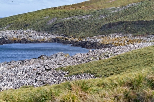 Seabirds Prints: Black-browed albatross (Thalassarche melanophrys) breeding colony on Steeple Jason Island in the Falkland Islands