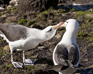 Face To Face Prints: Black-browed albatross (Thalassarche melanophrys) adult bonding behaviour