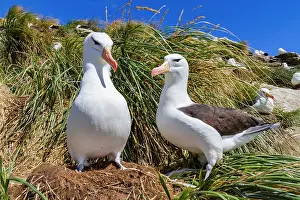 Rituals Prints: Black-browed albatross (Thalassarche melanophrys) breeding colony on Carcass Island in the Falkland Islands
