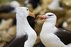Rituals Prints: Black-browed albatross (Thalassarche melanophrys) breeding colony on New Island in the Falkland Island