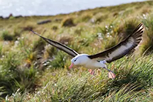 Feathered Prints: Black-browed albatross (Thalassarche melanophrys) in flight on New Island in the Falkland Islands