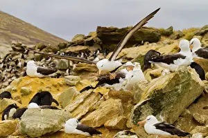 Migratory Prints: Black-browed albatross (Thalassarche melanophrys) in flight on New Island in the Falkland Islands