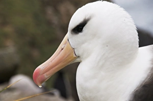 Images Dated 4th March 2009: Black browed albatross, West Point Island, Falkland Islands, South America