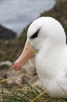 Images Dated 4th March 2009: Black browed albatross, West Point Island, Falkland Islands, South America