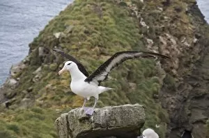 Images Dated 4th March 2009: Black browed albatross, West Point Island, Falkland Islands, South America