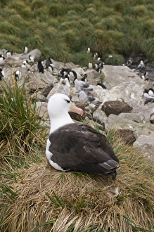 Images Dated 4th March 2009: Black browed albatross, West Point Island, Falkland Islands, South America