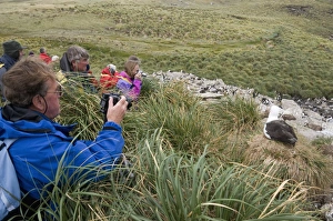 Images Dated 4th March 2009: Black browed albatross, West Point Island, Falkland Islands, South America