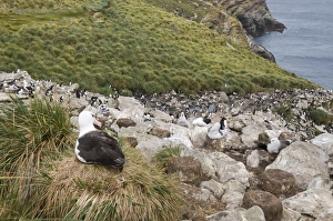 Images Dated 4th March 2009: Black browed albatross, West Point Island, Falkland Islands, South America