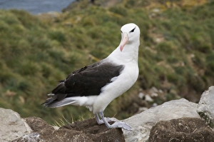Images Dated 4th March 2009: Black browed albatross, West Point Island, Falkland Islands, South America