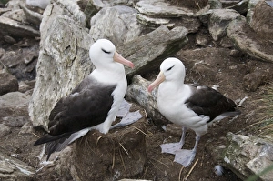 Images Dated 4th March 2009: Black browed albatross, West Point Island, Falkland Islands, South America