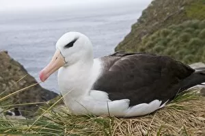 Images Dated 4th March 2009: Black browed albatross, West Point Island, Falkland Islands, South America
