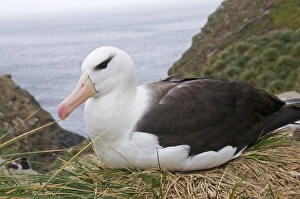Images Dated 4th March 2009: Black browed albatross, West Point Island, Falkland Islands, South America