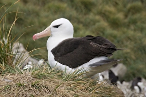 Images Dated 4th March 2009: Black browed albatross, West Point Island, Falkland Islands, South America