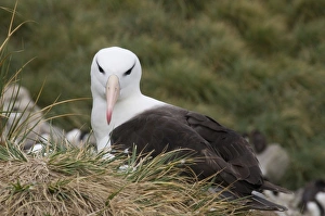 Images Dated 4th March 2009: Black browed albatross, West Point Island, Falkland Islands, South America