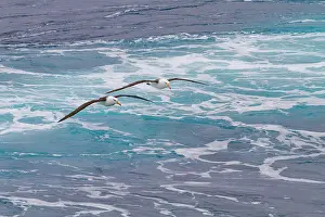 Feathers Prints: Black-browed albatrosses soar above the waves in the Drake Passage near Antarctica during a cloudy day