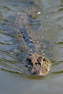 Rippled Prints: Black caiman (Melanosuchus niger) swimming in the Madre de Dios River