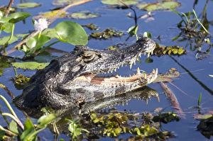 Mouth Open Prints: Black Caiman in swamp, Ibera National Park, Argentina, South America