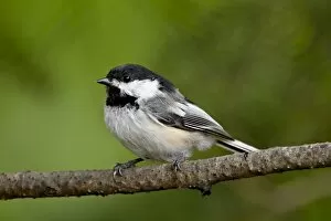 Images Dated 8th May 2009: Black-capped chickadee (Poecile atricapillus), Wasilla, Alaska, United States of America
