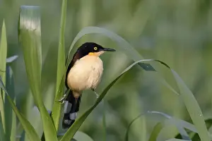Pantanal Prints: Black-capped Donacobius (Donacobius atricapilla) in vegetation