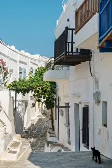 Cyclades Prints: Black cat wandering down an alleyway through traditional white Greek houses