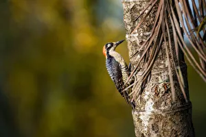 Black cheeked Woodpecker (Melanerpes Pucherani), Boca Tapada, Alajuela Province, Costa