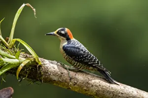 Alajuela Province Prints: Black-cheeked Woodpecker (Melanerpes pucherani), Boca Tapada, Alajuela Province, Costa
