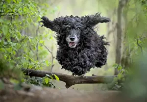 Canine Prints: Black Cocker Spaniel dog running and jumping over a stick in the woods, Italy, Europe