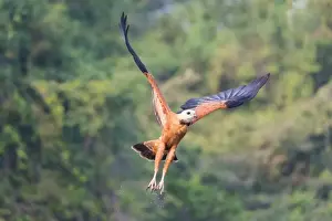 Pantanal Prints: Black-collared hawk (Busarellus nigricollis) in flight, Pantanal, Mato Grosso, Brazil