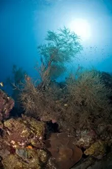 Black coral and sunburst, St. Lucia, West Indies, Caribbean, Central America