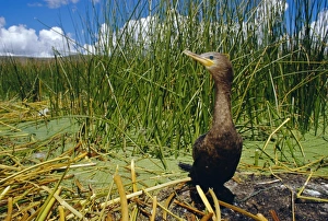 Cormorant Prints: Black Cormorant