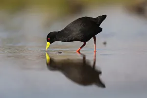 Black crake (Amaurornis flavirostra), Zimanga game reserve, KwaZulu-Natal, South Africa