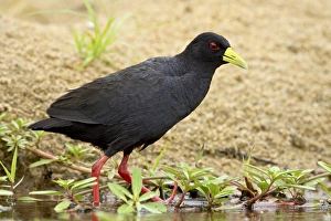 Images Dated 1st November 2006: Black crake (Amaurornis flavirostris)