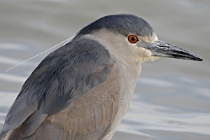Images Dated 12th February 2009: Black-crowned night-heron (Nycticorax nycticorax), Bear River Migratory Bird Refuge