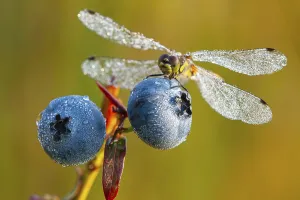 Landscape Shot Prints: Black Darter (Sympetrum danae) on a blueberry