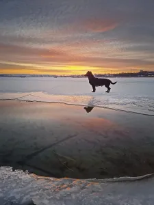 Beautifully Prints: Black dog standing on ice of the frozen lake looking to the beautiful sunset on the horizon