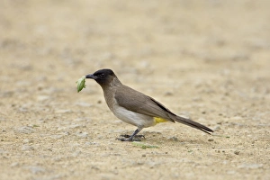 Images Dated 4th November 2006: Black-eyed bulbul (dark-capped bulbu) (Pycnonotus barbatus or tricolor)
