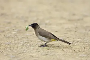 Hunt Prints: Black-eyed bulbul (dark-capped bulbu) (Pycnonotus barbatus or tricolor)