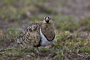 Serengeti Prints: Black-faced sandgrouse (Pterocles decoratus), male, Ngorongoro Conservation Area