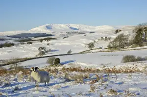 Live Stock Prints: Black faced sheep with Cairnsmore of Fleet in the background in winter snow
