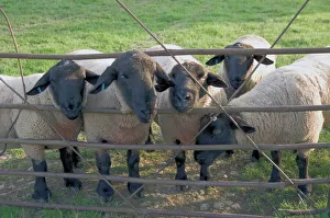 Black faced sheep looking through gate on the Cotswold Way, Stanway village Black faced sheep looking through gate on the Cotswold Way, Stanway village