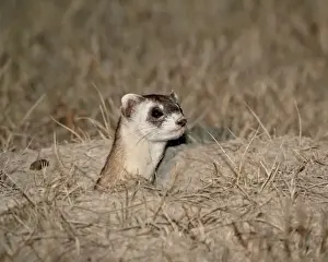 South Dakota Prints: Black-footed ferret (American polecat) (Mustela nigripes)