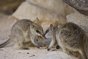 Touching Prints: Black-footed Rock Wallaby, (Petrogale lateralis), Magnetic Island, Queensland, Australia